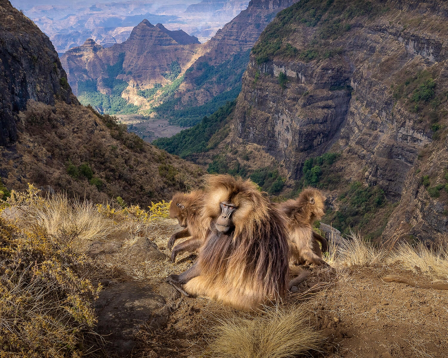 Geladas on the “Roof of Africa”, Life Framer Animal Kingdom 2025